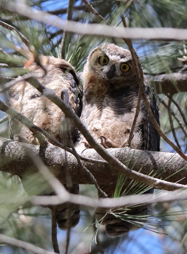 Great Horned Owl - ML618578690