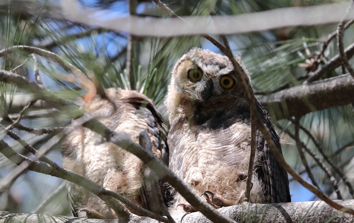 Great Horned Owl - ML618578700
