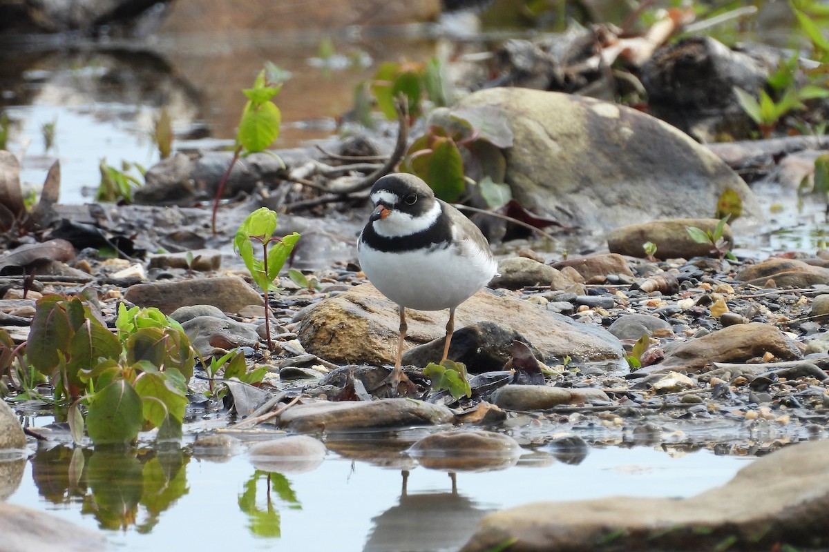 Semipalmated Plover - ML618578708