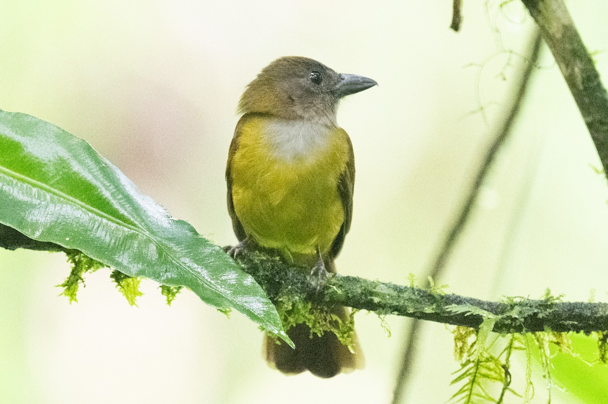 White-shouldered Tanager - ML618578714