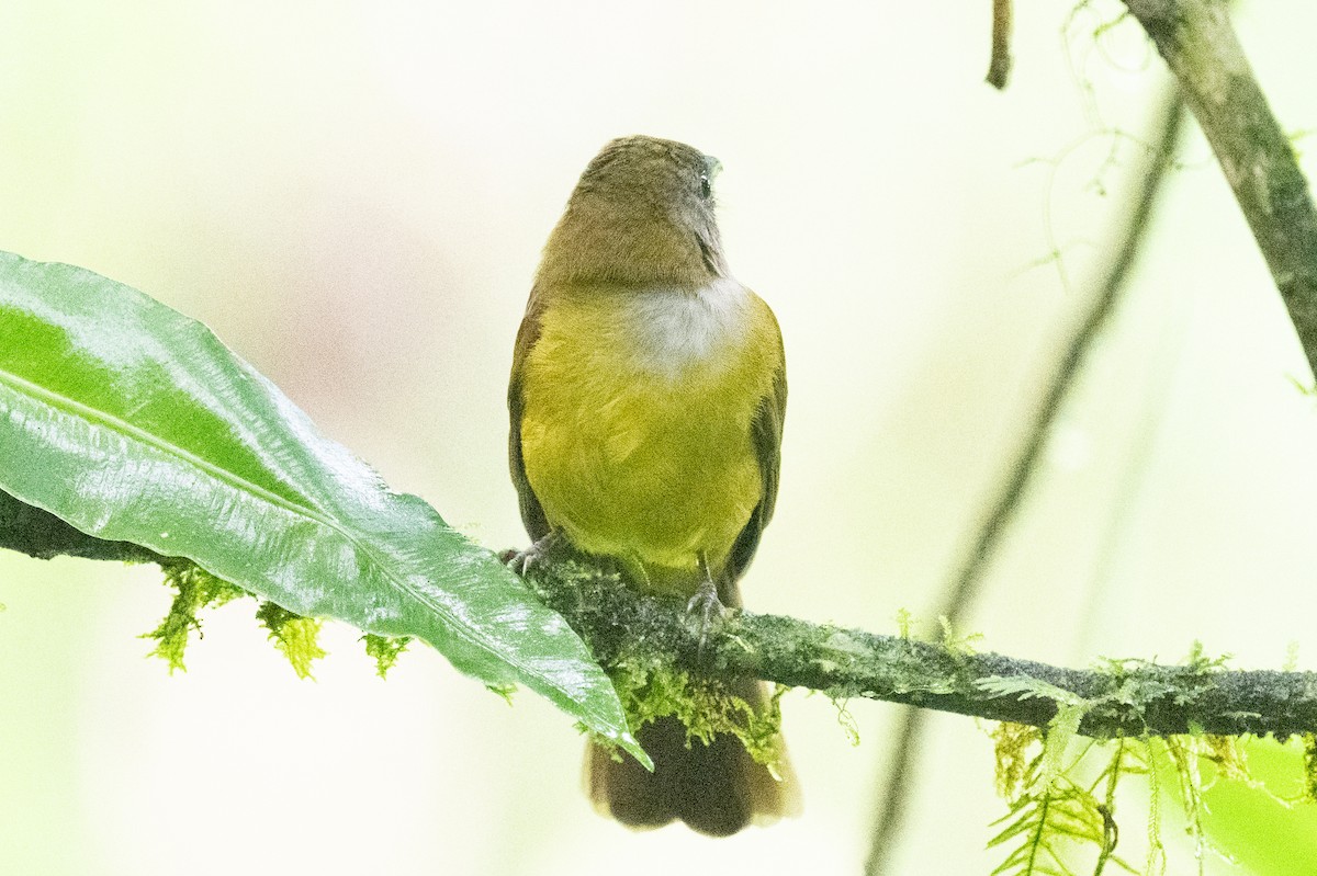 White-shouldered Tanager - ML618578723