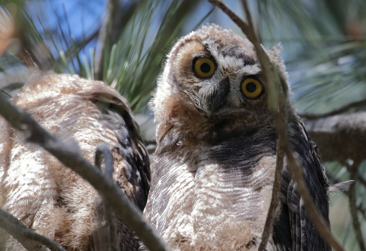 Great Horned Owl - ML618578727