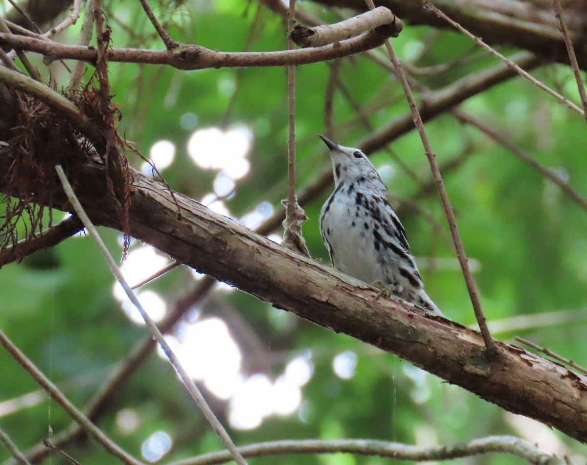 Black-and-white Warbler - ML618578740