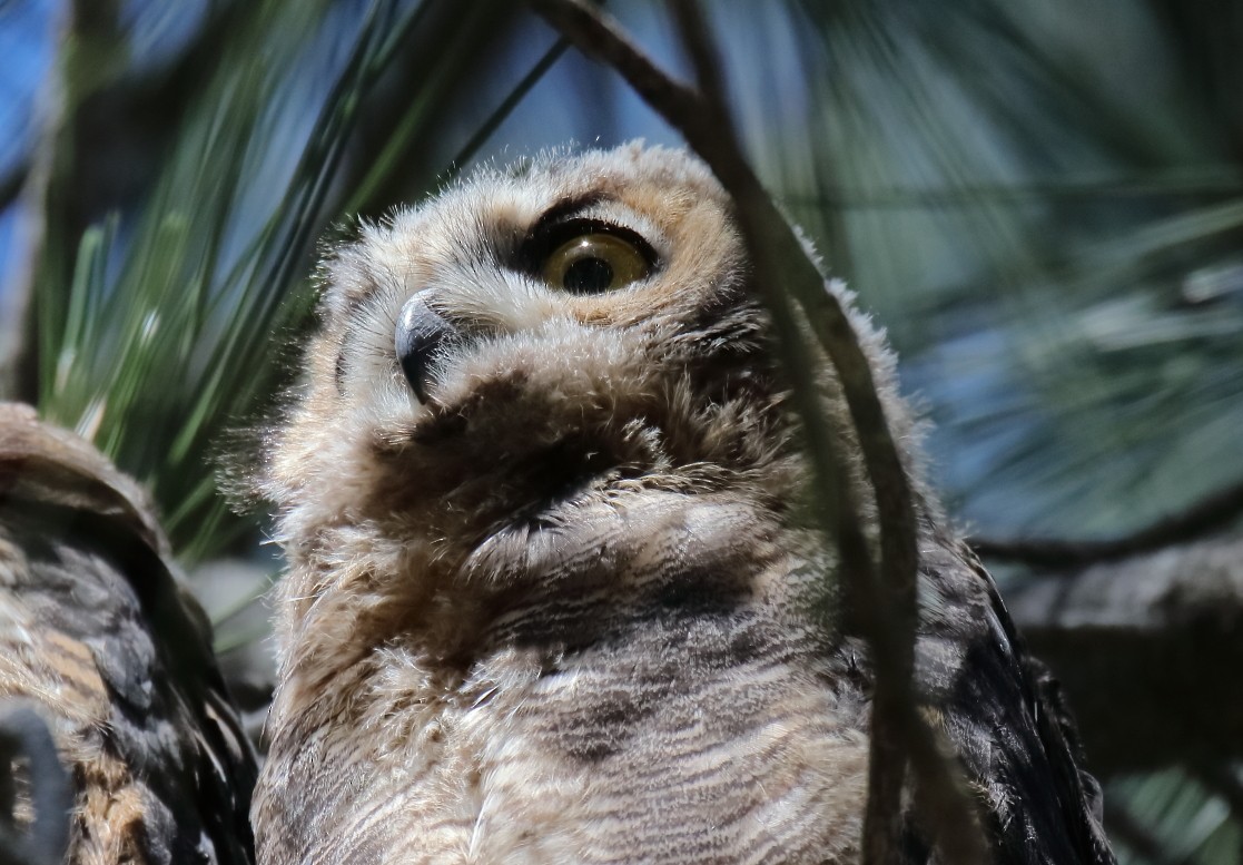 Great Horned Owl - ML618578744