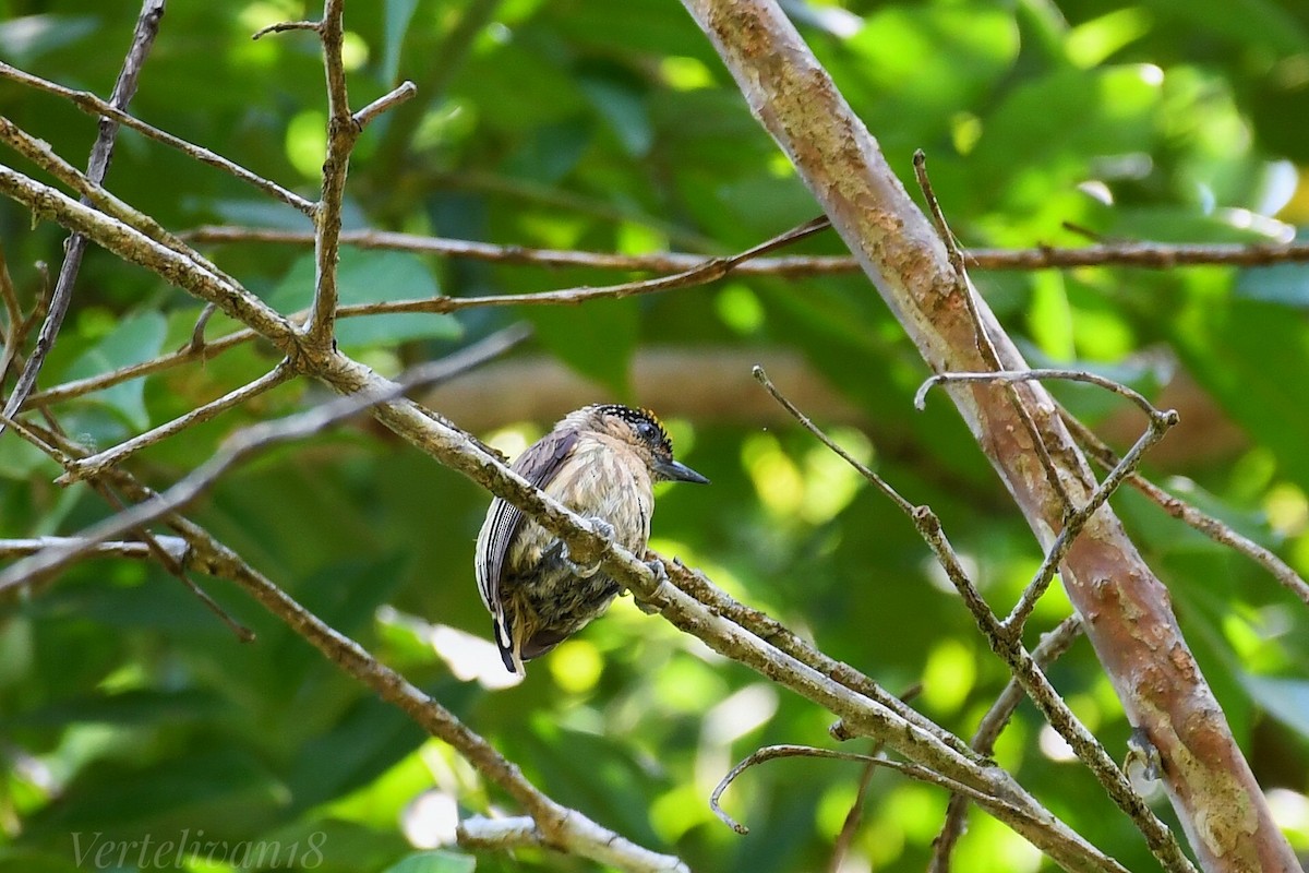 Olivaceous Piculet - ML618578753