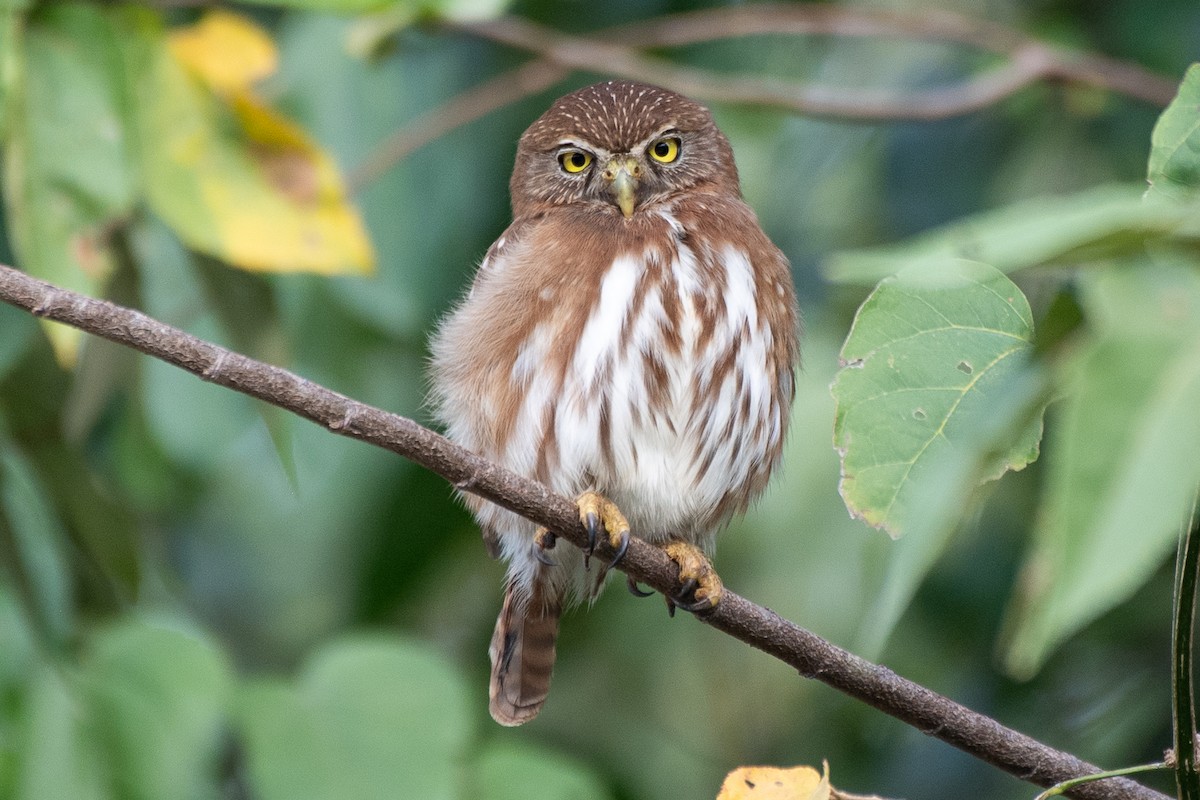 Ferruginous Pygmy-Owl - Bill Tollefson