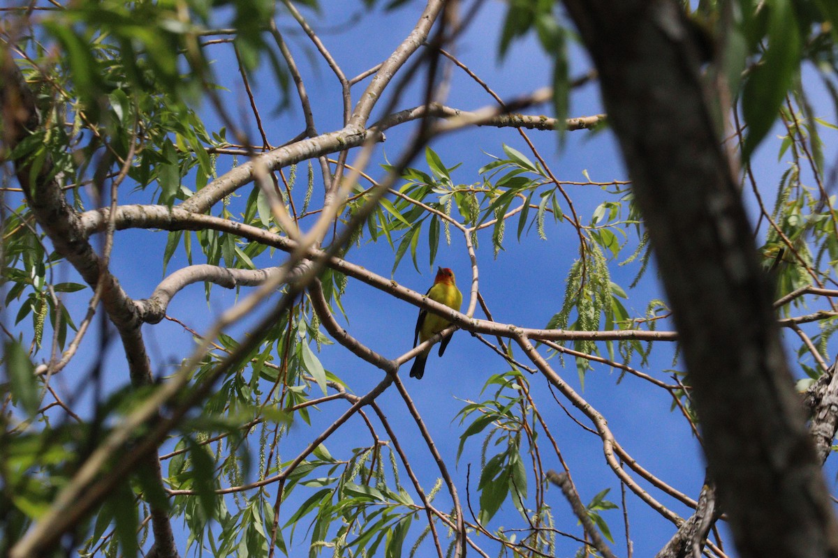 Western Tanager - ML618578762