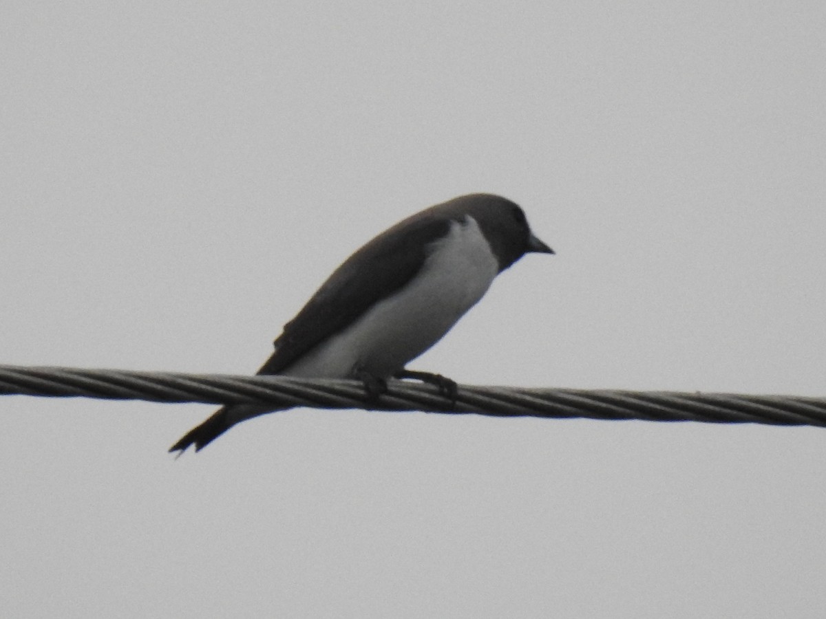 White-breasted Woodswallow - ML618578767