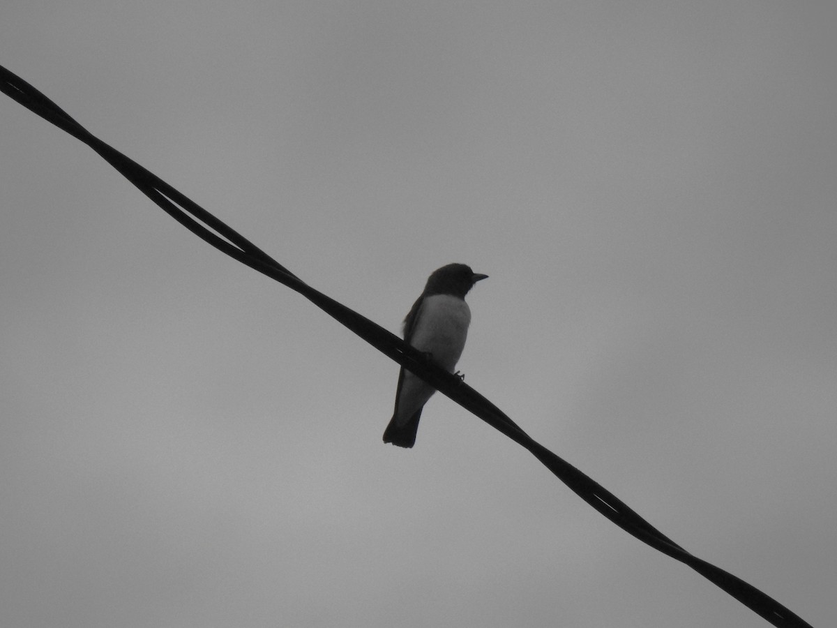 White-breasted Woodswallow - ML618578787