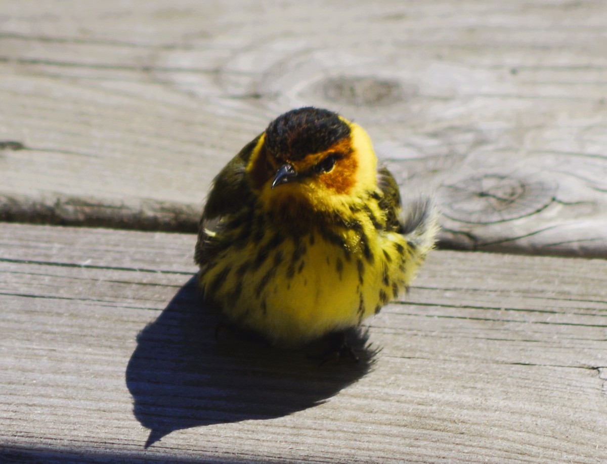 Cape May Warbler - ML618578790