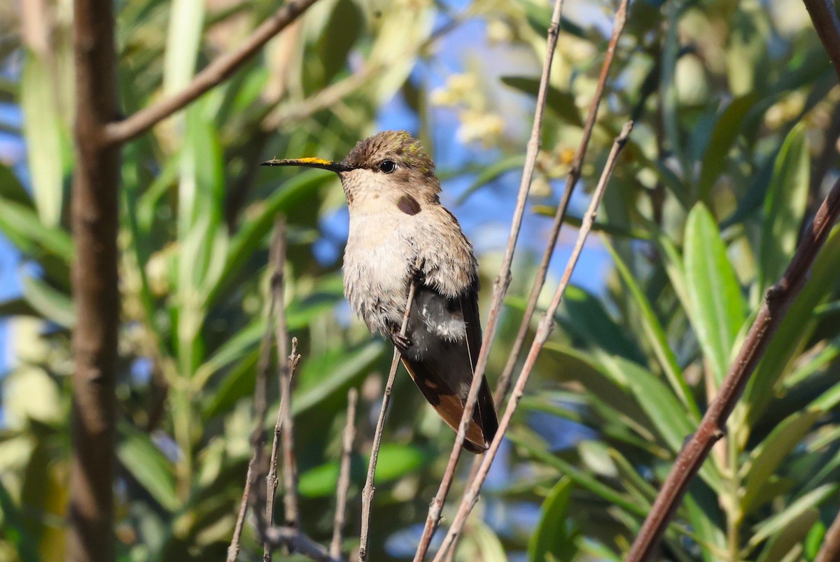 Costa's Hummingbird - ML618578824