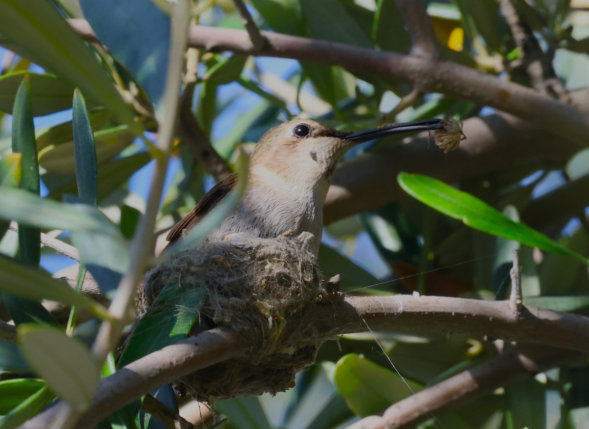 Costa's Hummingbird - ML618578825