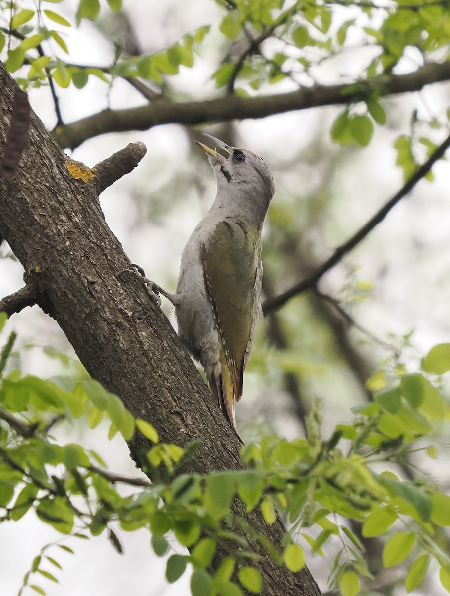 Gray-headed Woodpecker - Rishab Ghosh