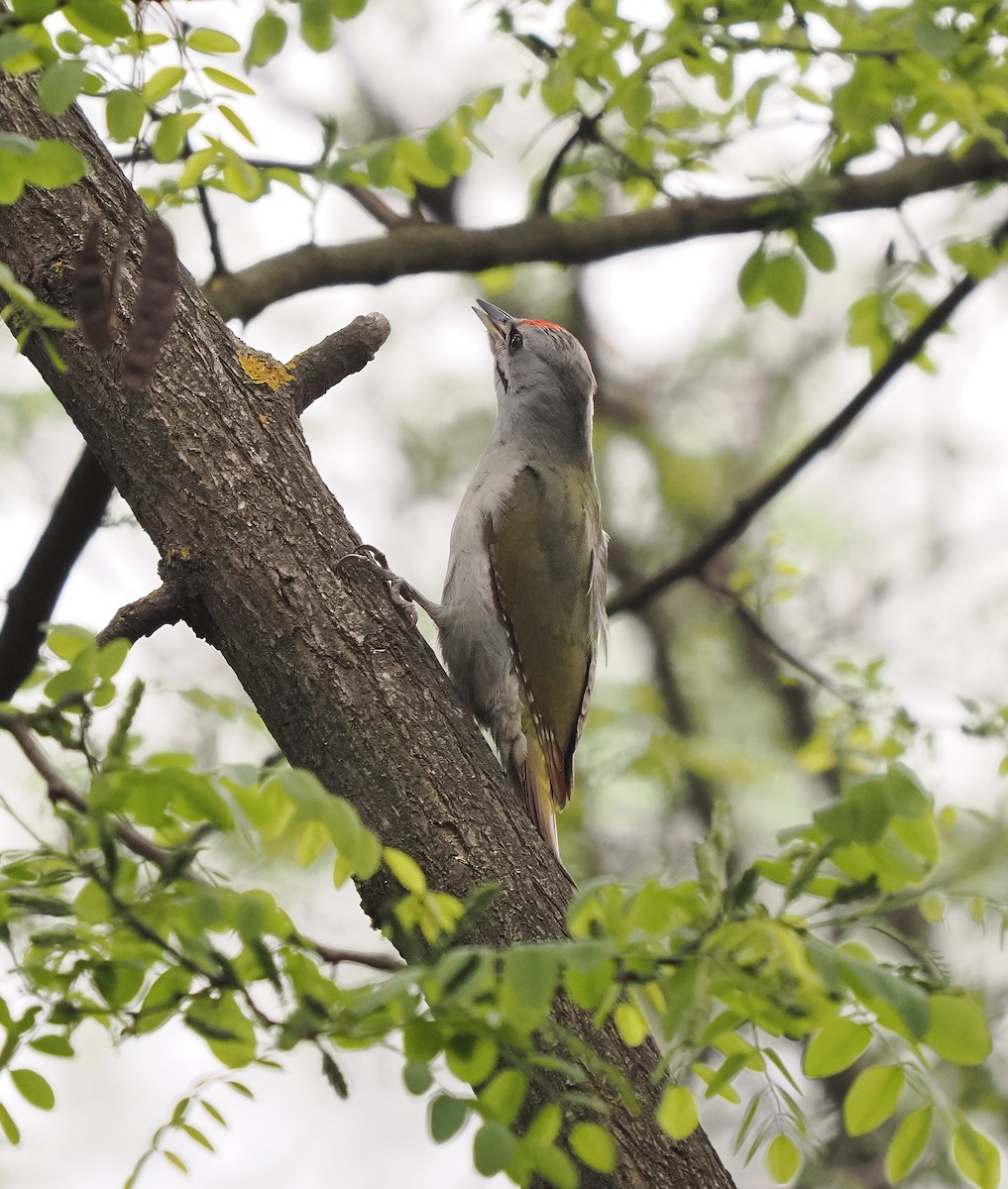Gray-headed Woodpecker - ML618578831