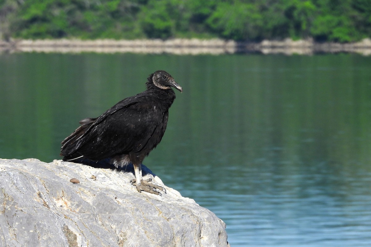 Black Vulture - ML618578876