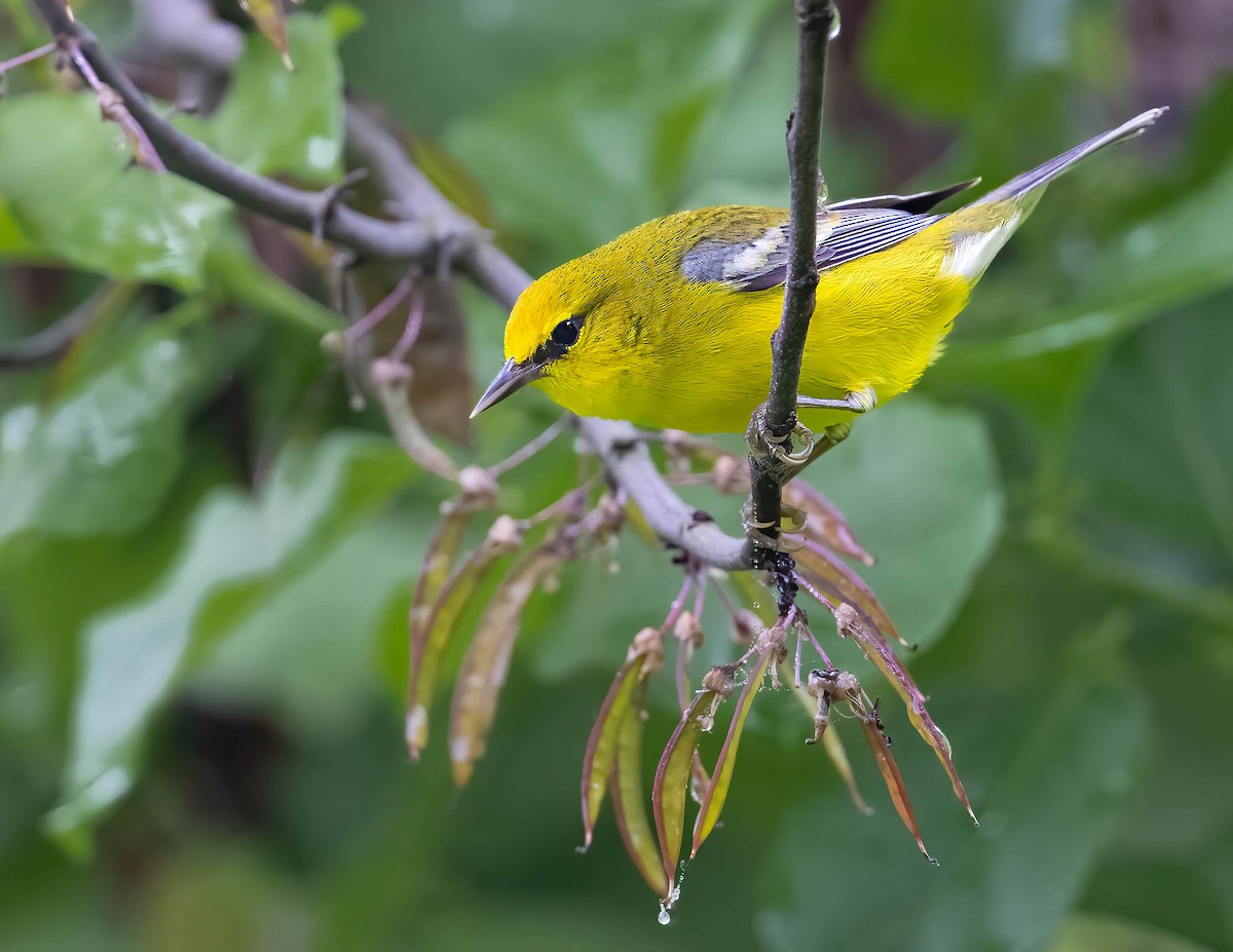 Blue-winged Warbler - Brian Smith