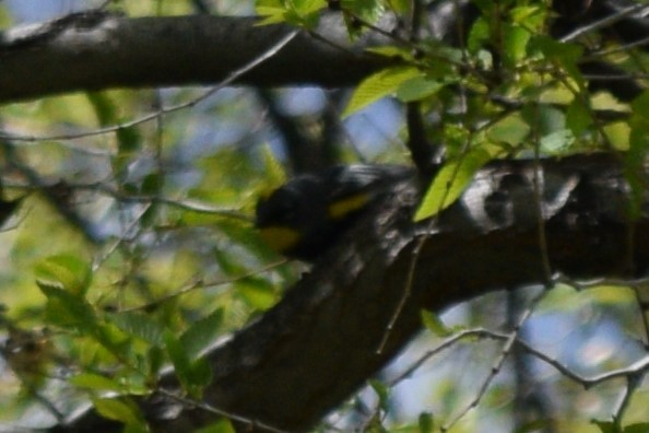 Yellow-rumped Warbler (Audubon's) - ML618578895