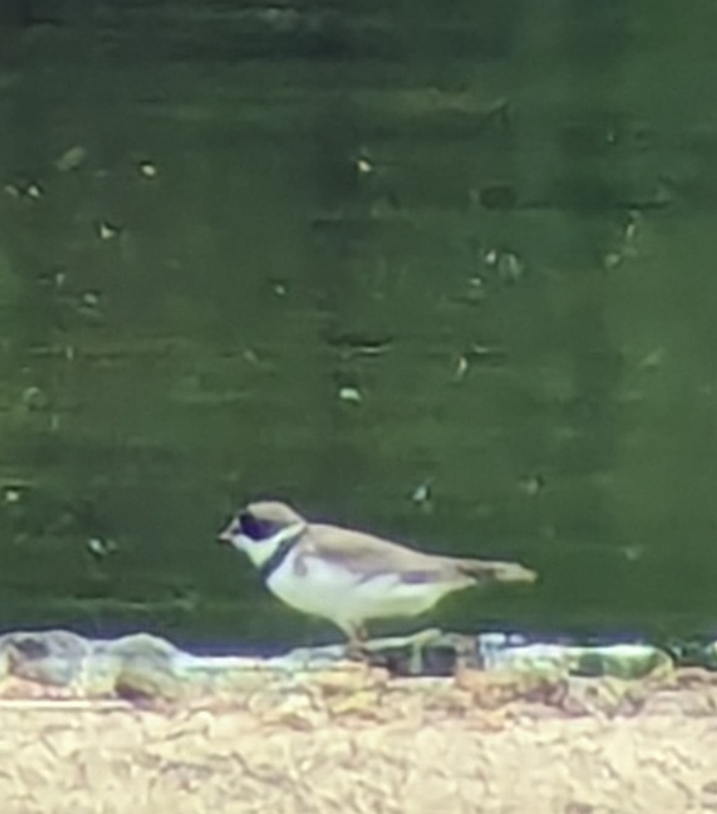 Semipalmated Plover - ML618578925