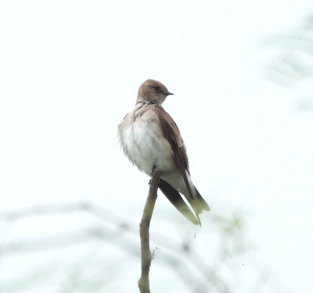 Northern Rough-winged Swallow - ML618578926