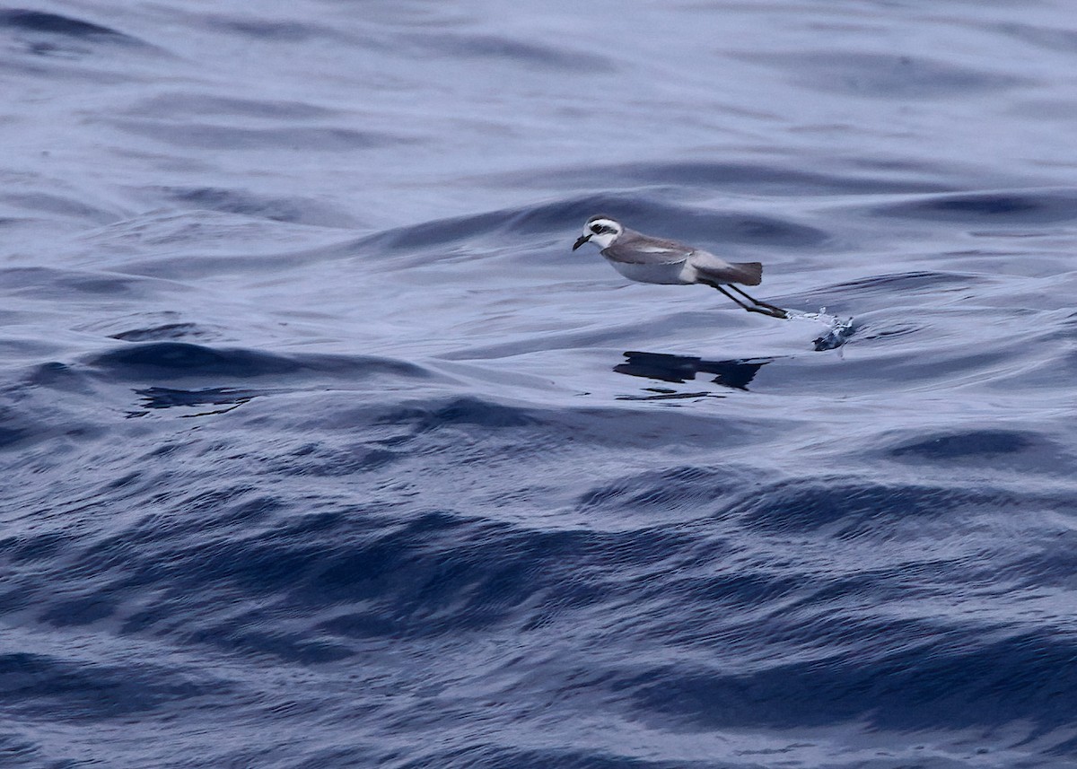White-faced Storm-Petrel - ML618578936