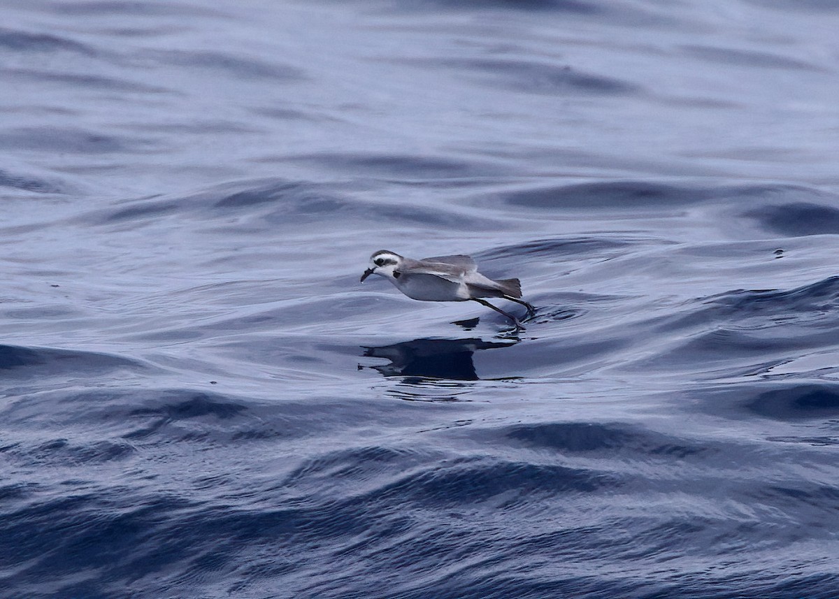 White-faced Storm-Petrel - ML618578939
