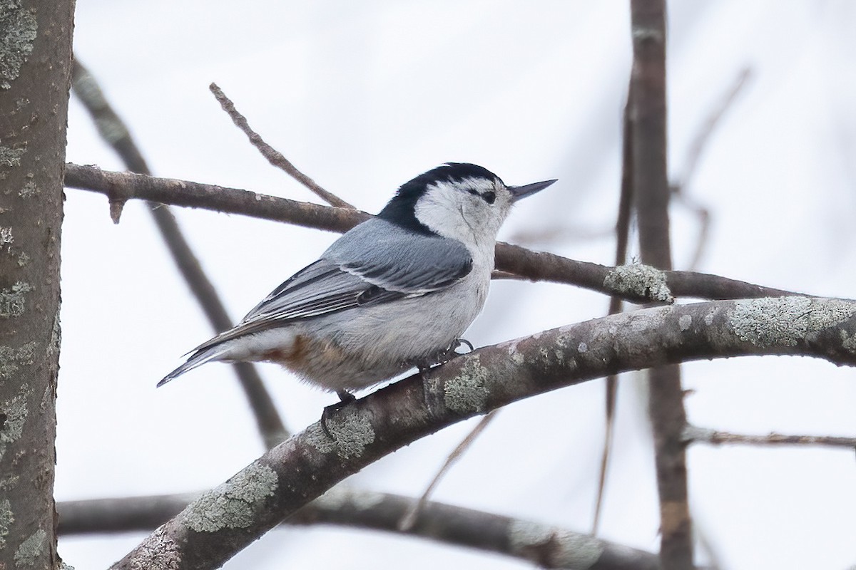 White-breasted Nuthatch - ML618578969