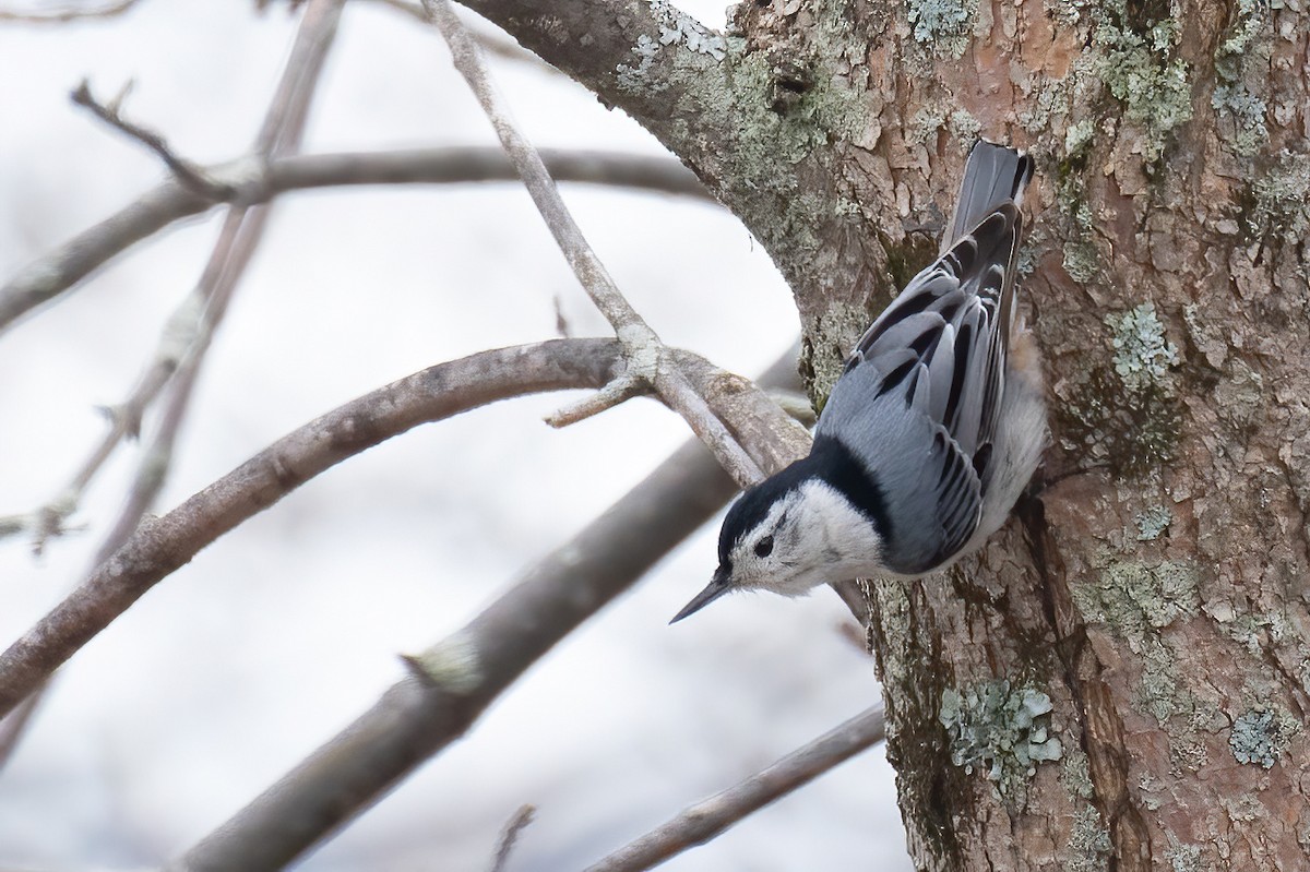 White-breasted Nuthatch - ML618578970