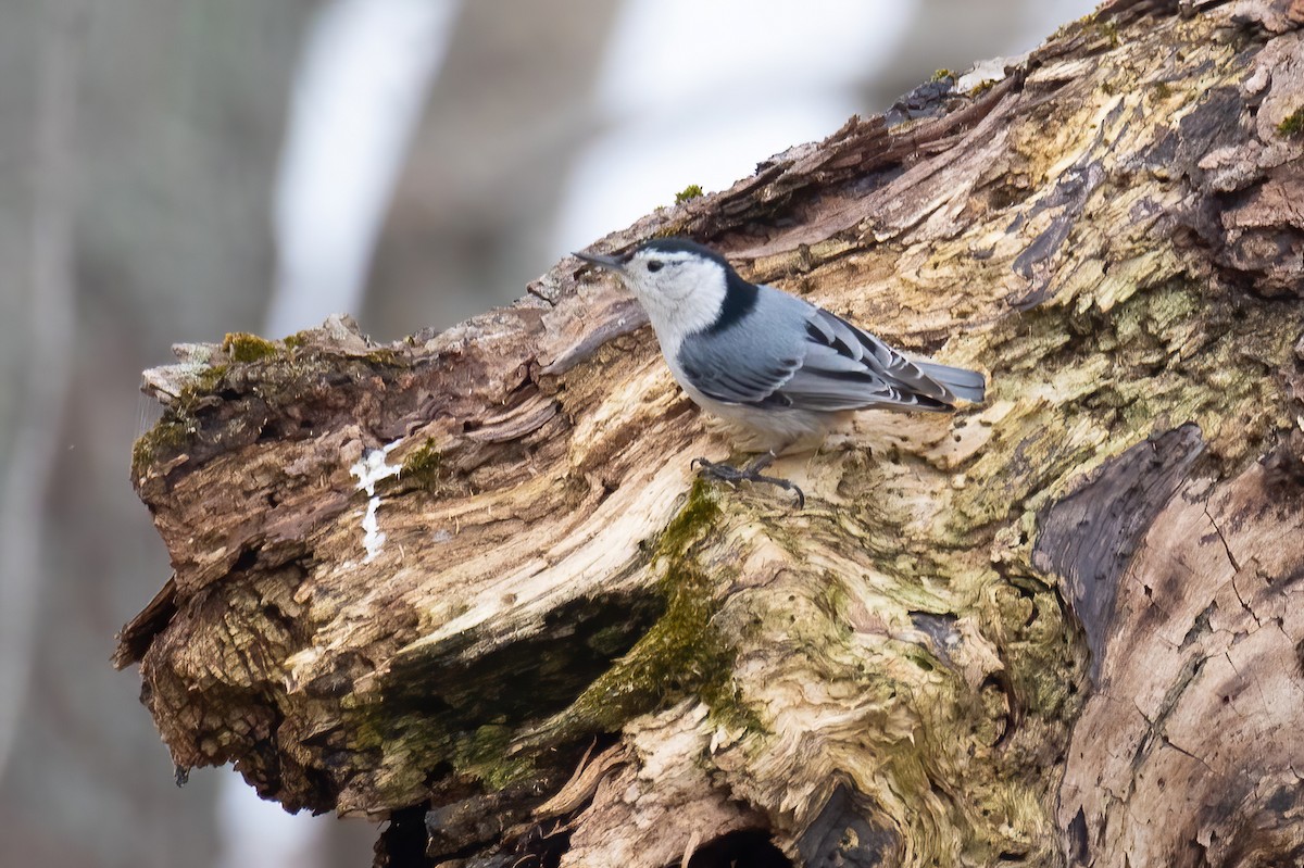 White-breasted Nuthatch - ML618578971