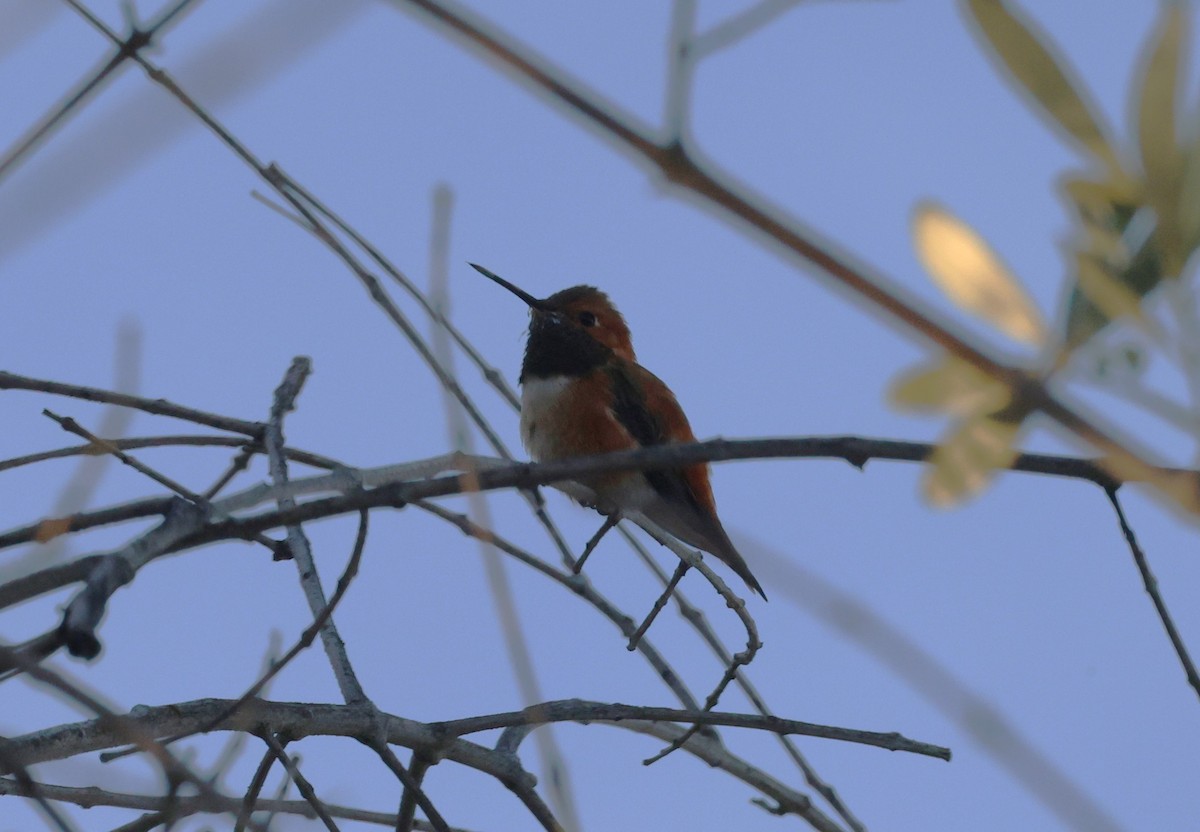 Rufous Hummingbird - ML618578975