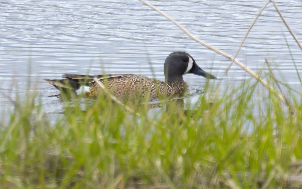 Blue-winged Teal - ML618578991