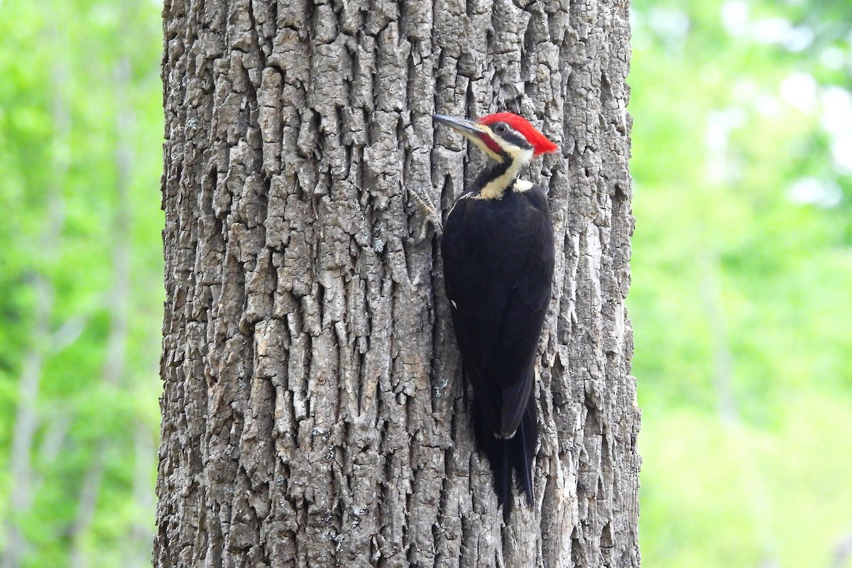 Pileated Woodpecker - ML618578992