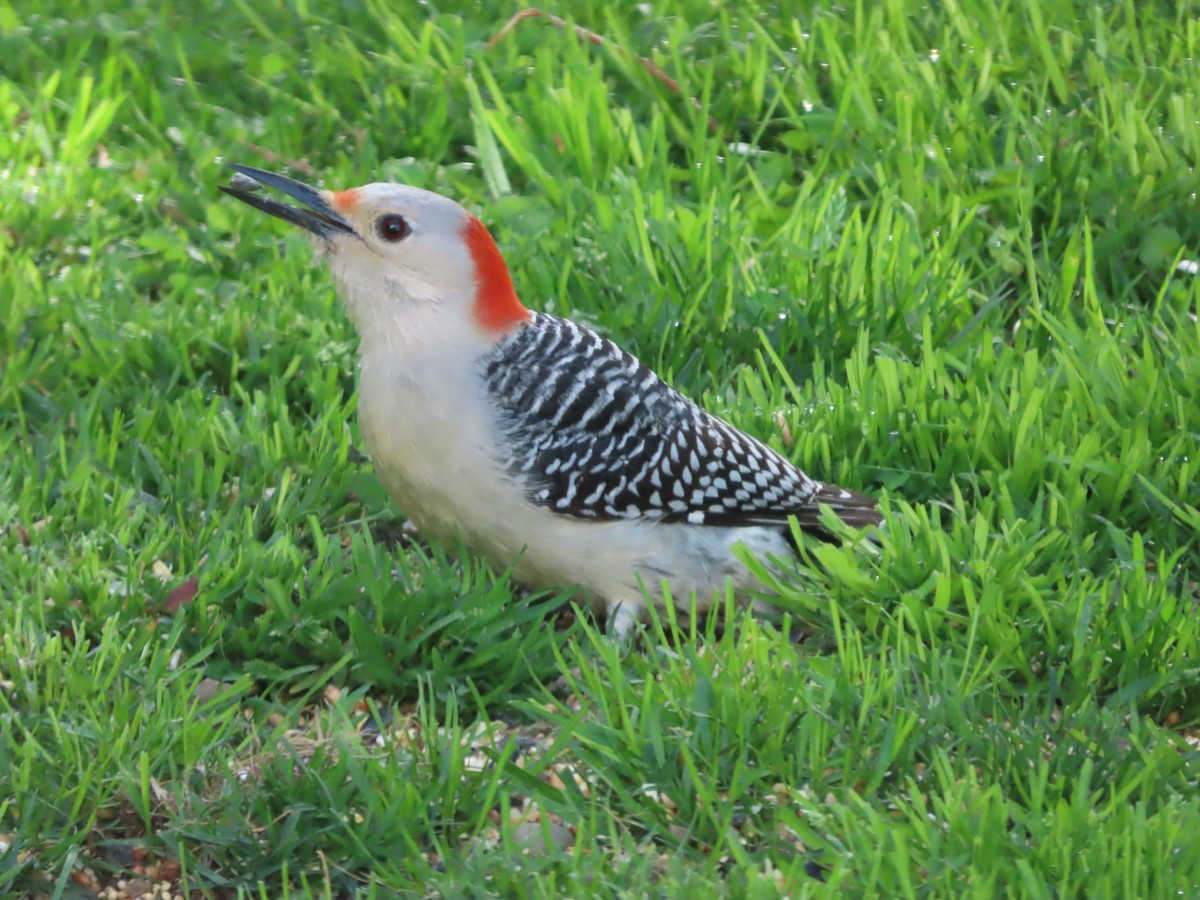 Red-bellied Woodpecker - Michael  Zunno