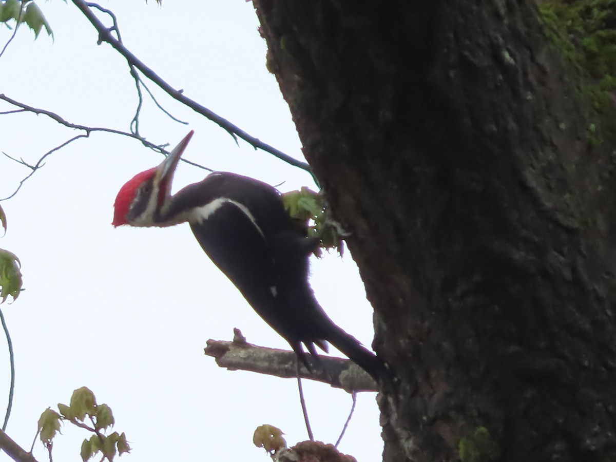 Pileated Woodpecker - ML618579021