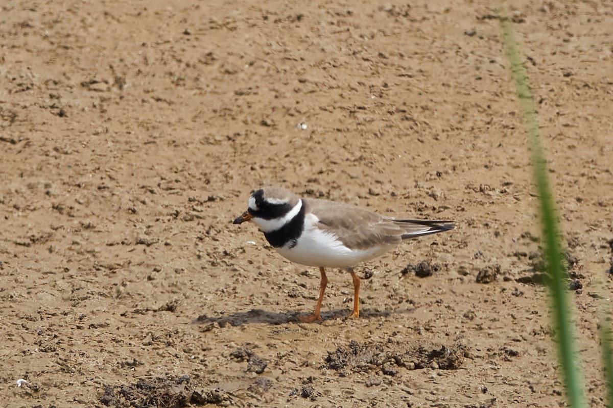 Common Ringed Plover - ML618579028