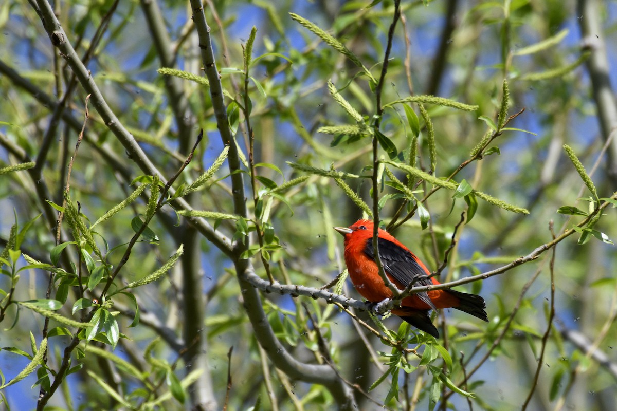 Scarlet Tanager - ML618579046