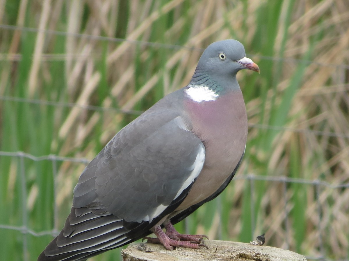 Common Wood-Pigeon - ML618579049