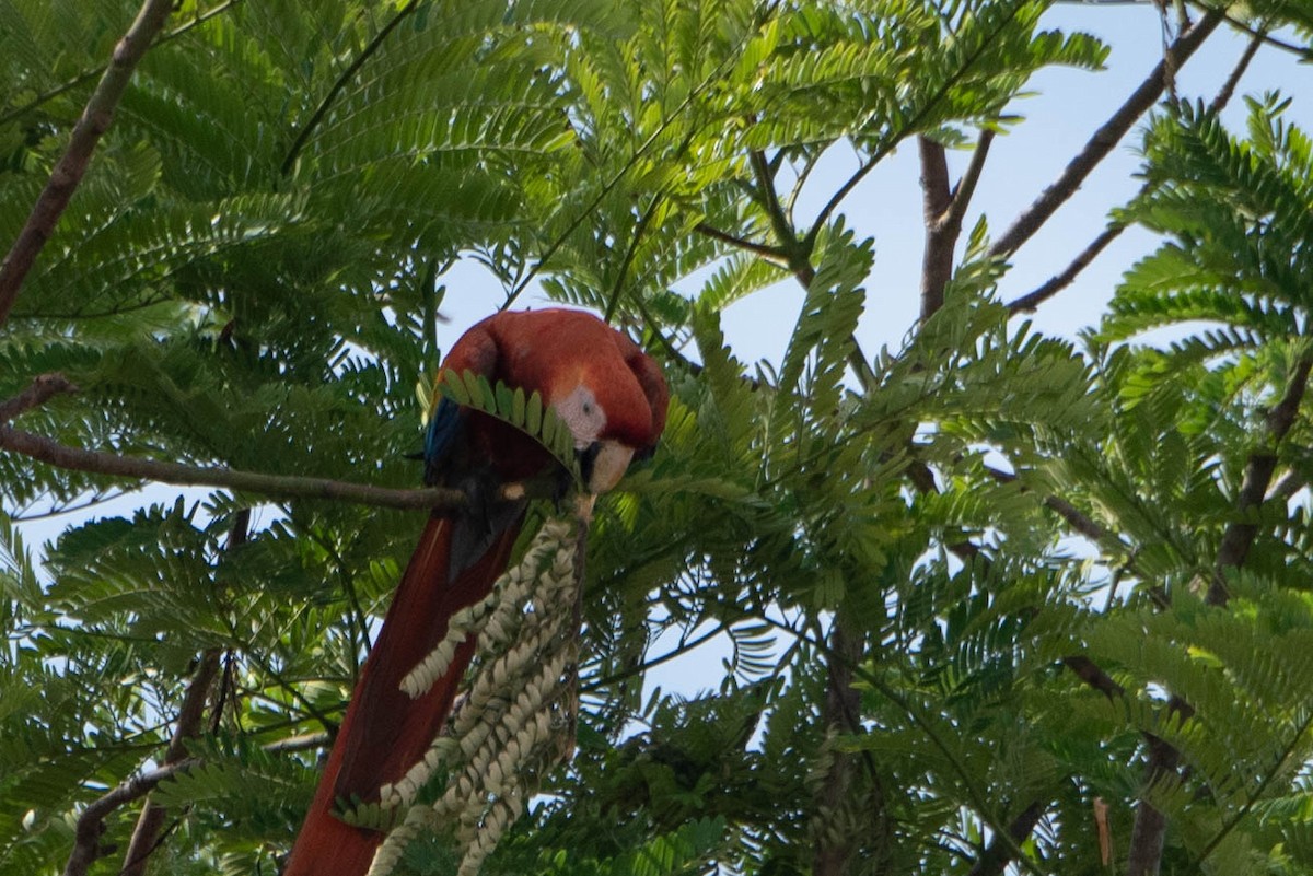 Scarlet Macaw - ML618579065