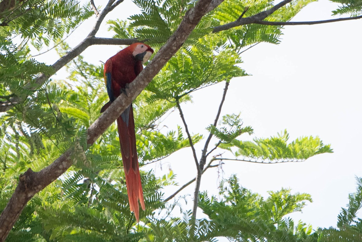 Scarlet Macaw - ML618579066