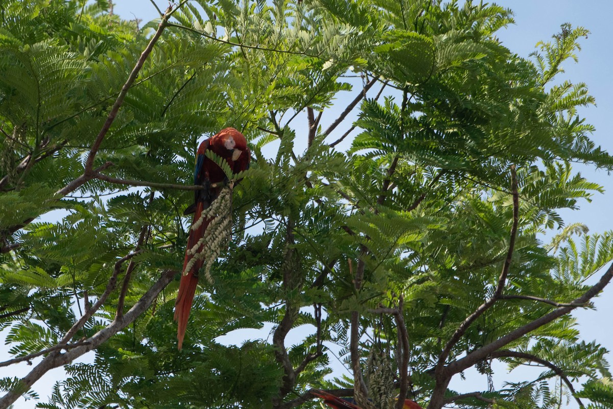 Scarlet Macaw - ML618579067