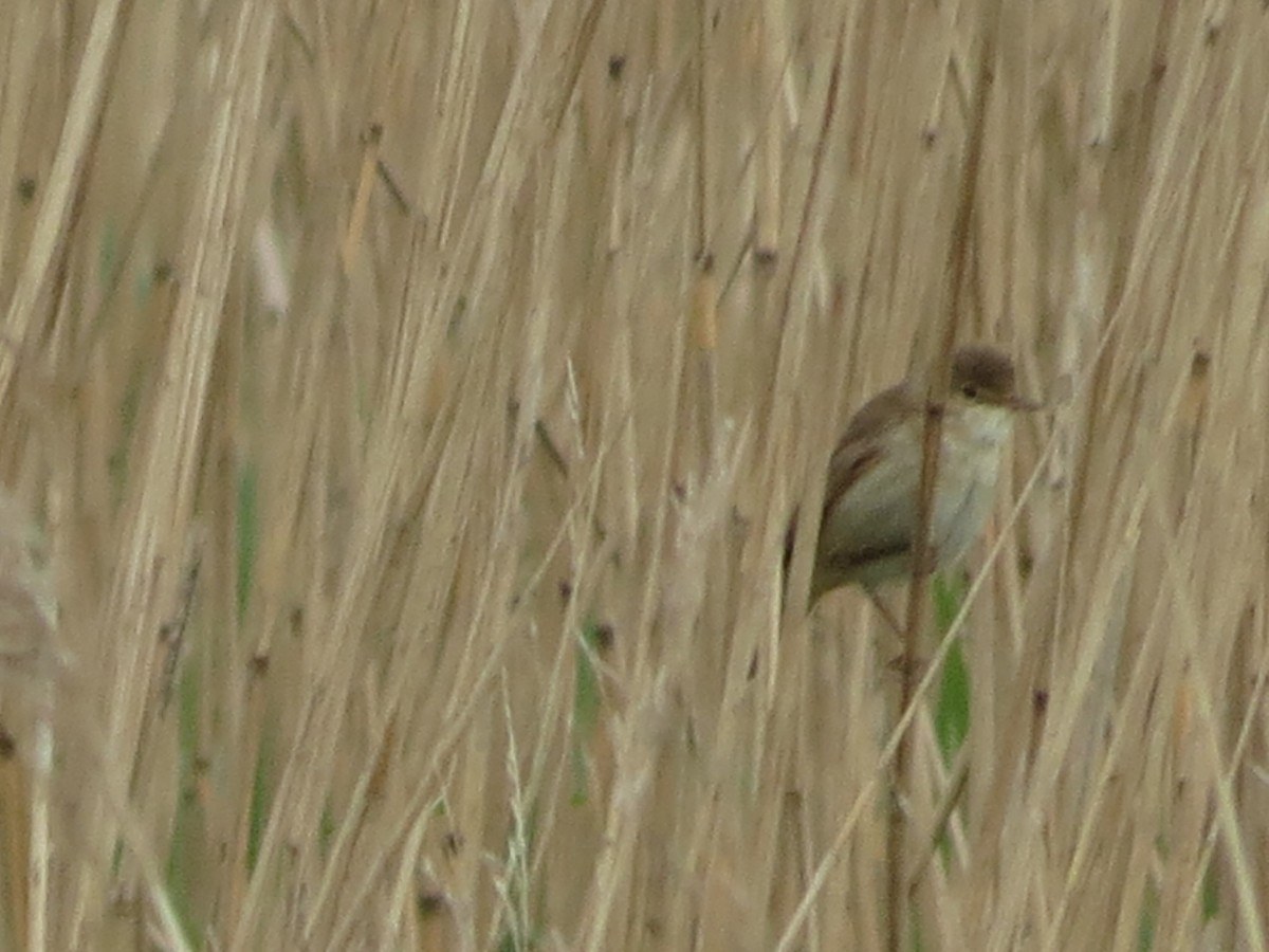 Common Reed Warbler - ML618579072