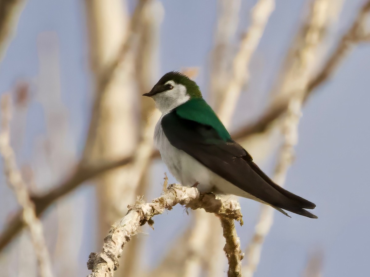 Violet-green Swallow - ML618579138