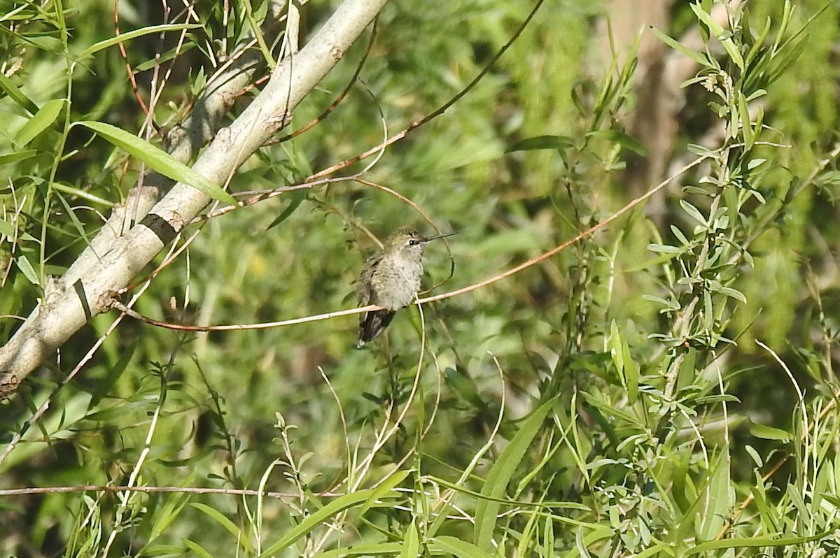 Anna's Hummingbird - ML618579195