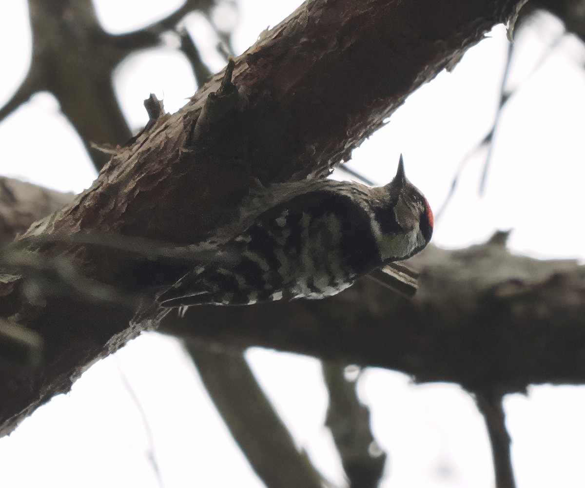Lesser Spotted Woodpecker - ML618579204