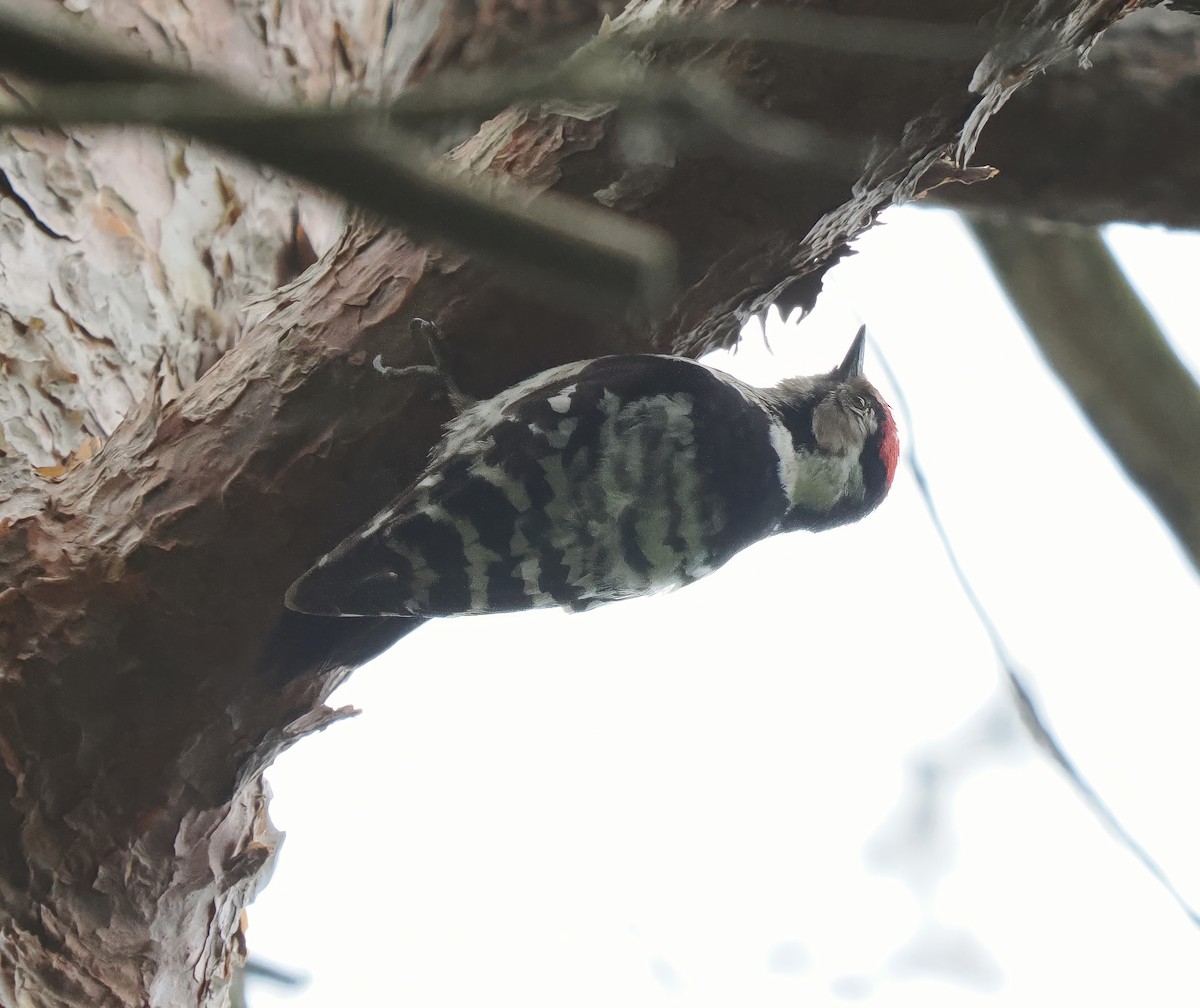 Lesser Spotted Woodpecker - ML618579205