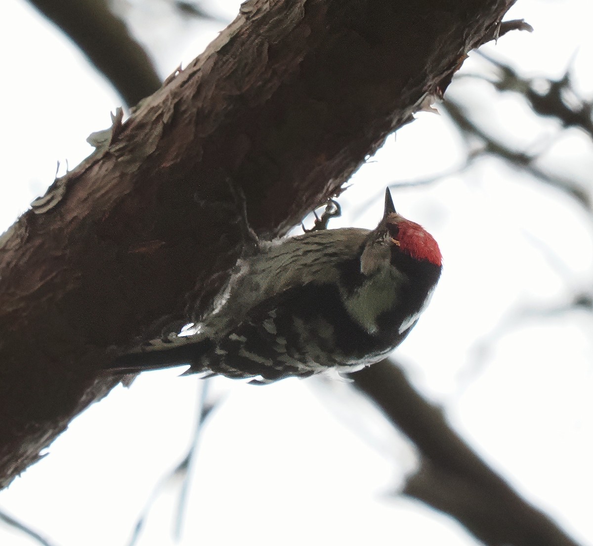 Lesser Spotted Woodpecker - Rishab Ghosh