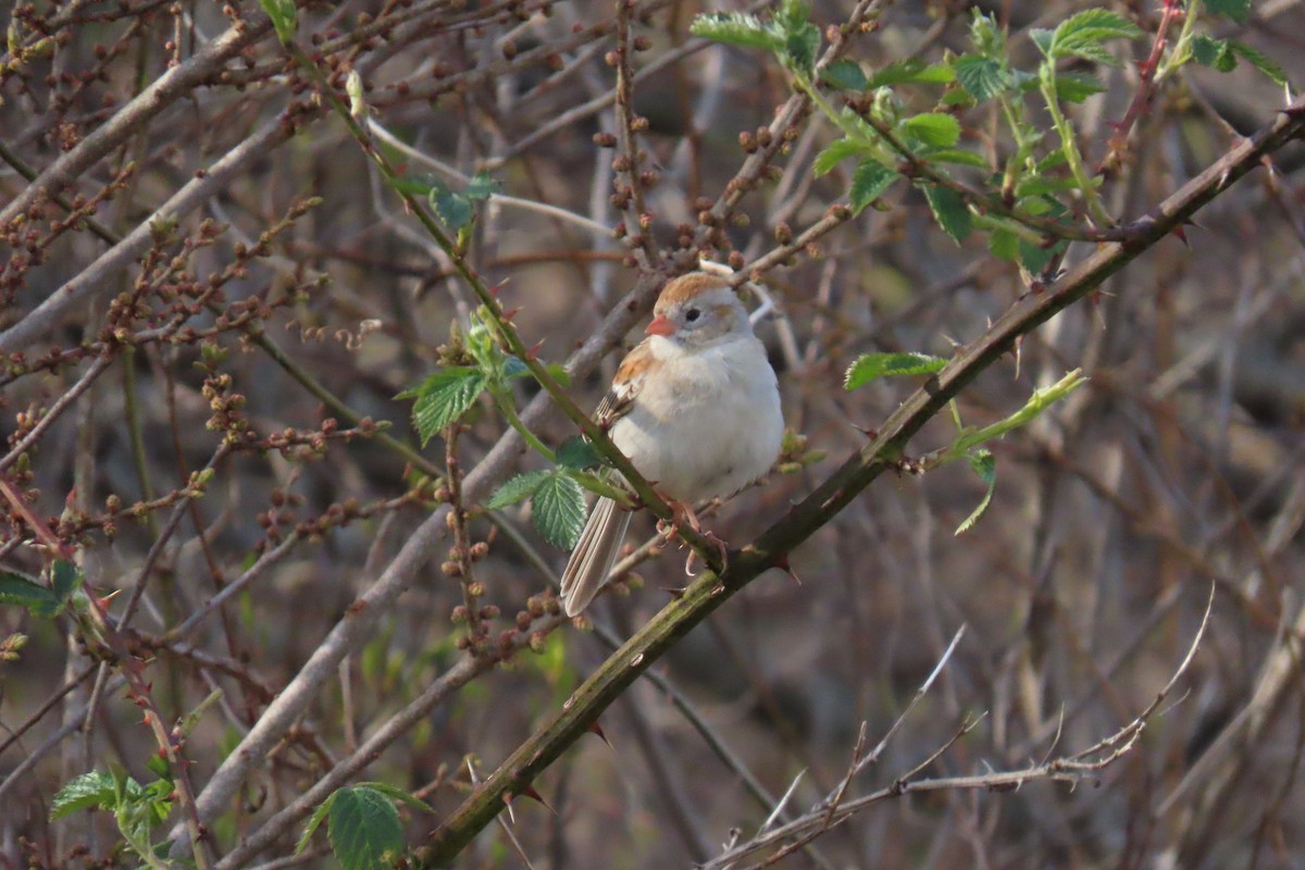 Field Sparrow - ML618579213