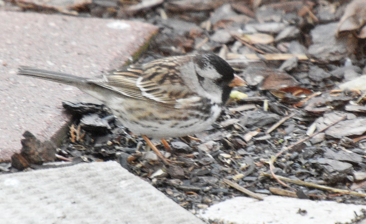 Harris's Sparrow - ML618579218
