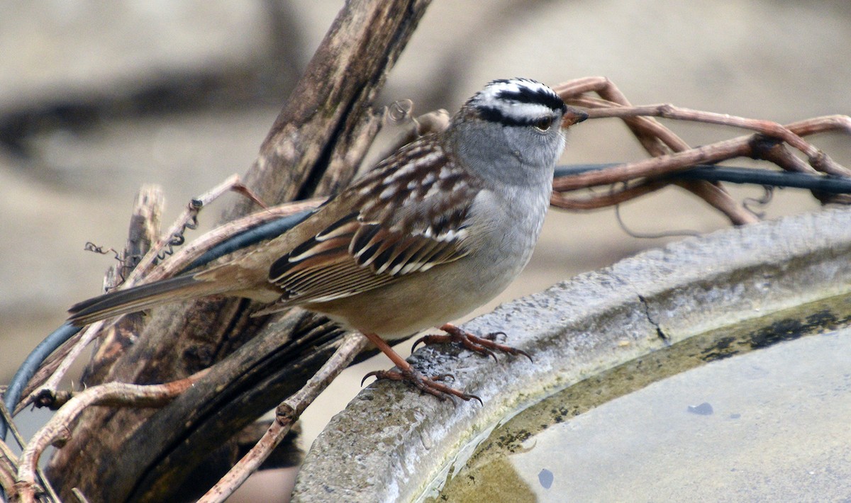 White-crowned Sparrow - ML618579226
