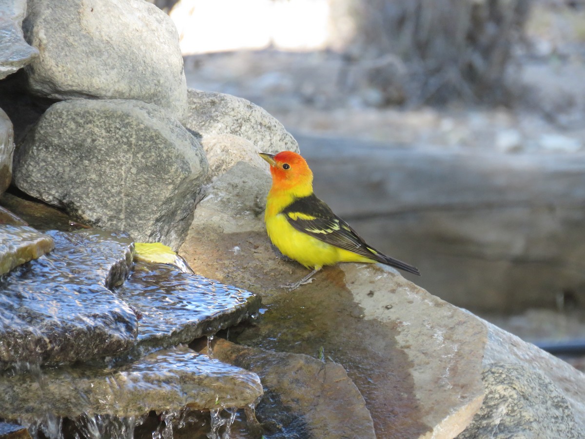 Western Tanager - ML618579233