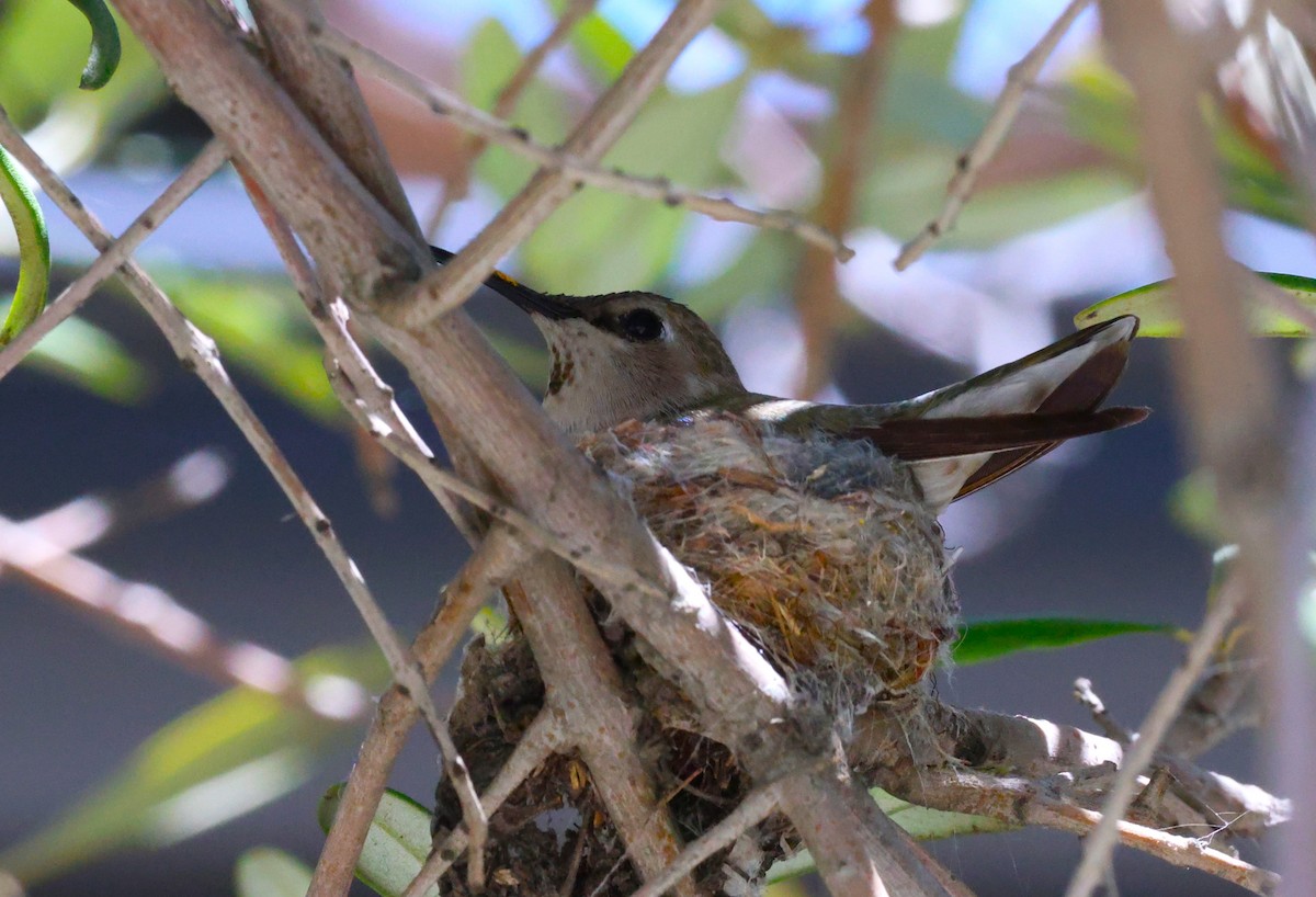 Costa's Hummingbird - ML618579261